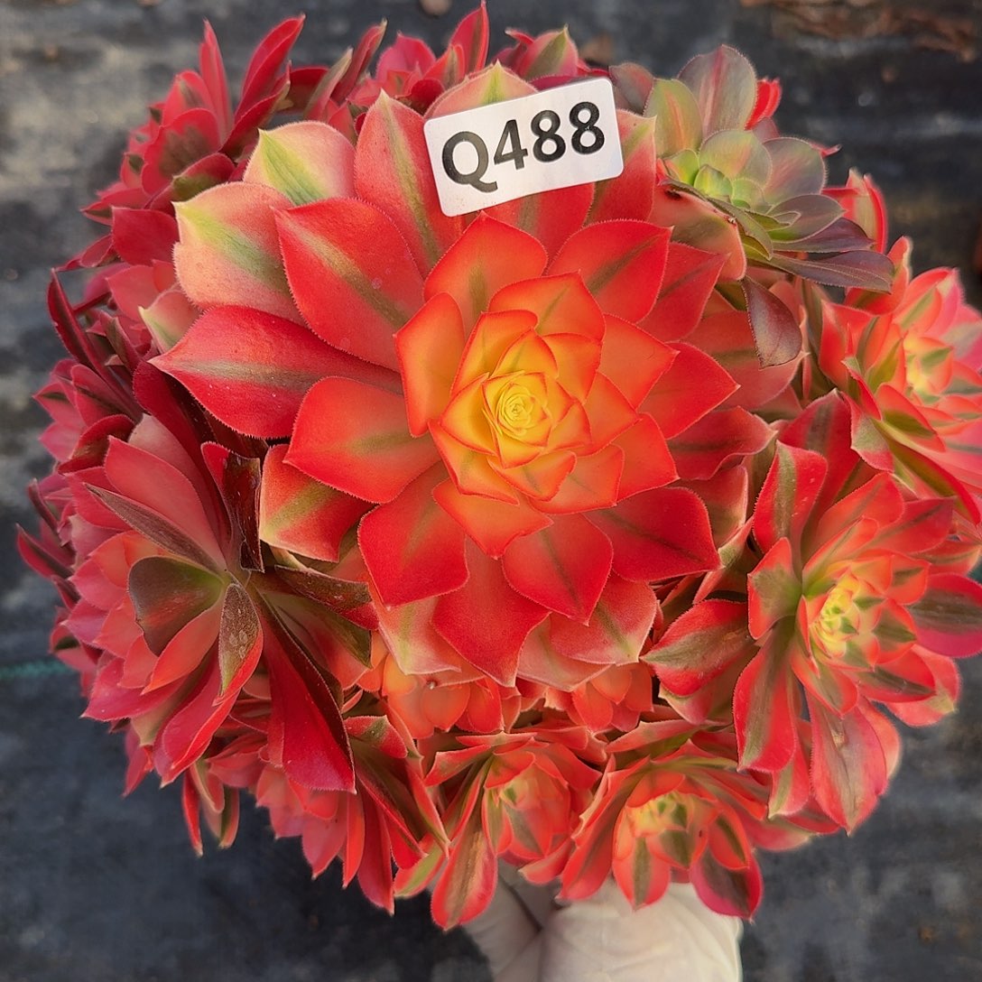 488女巫阴阳44冠服22左右