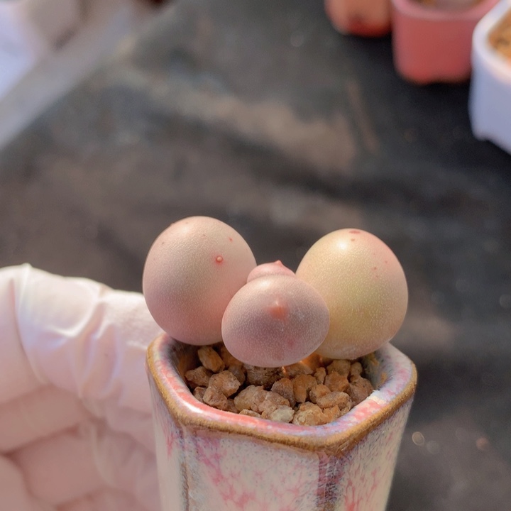 032 米可奶酪 叶片乒乓