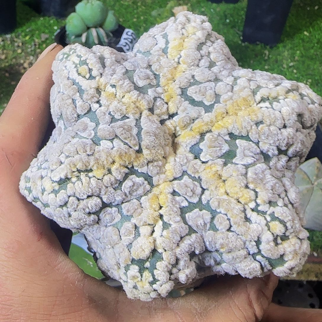 海星花园兜着078