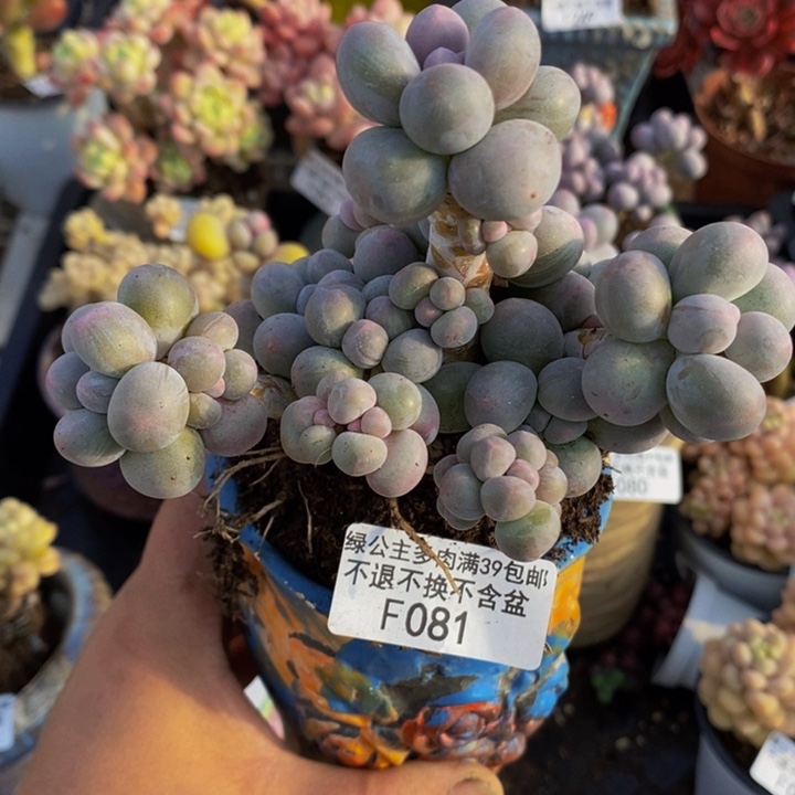 m****4香水手指奶10vm081多肉植物