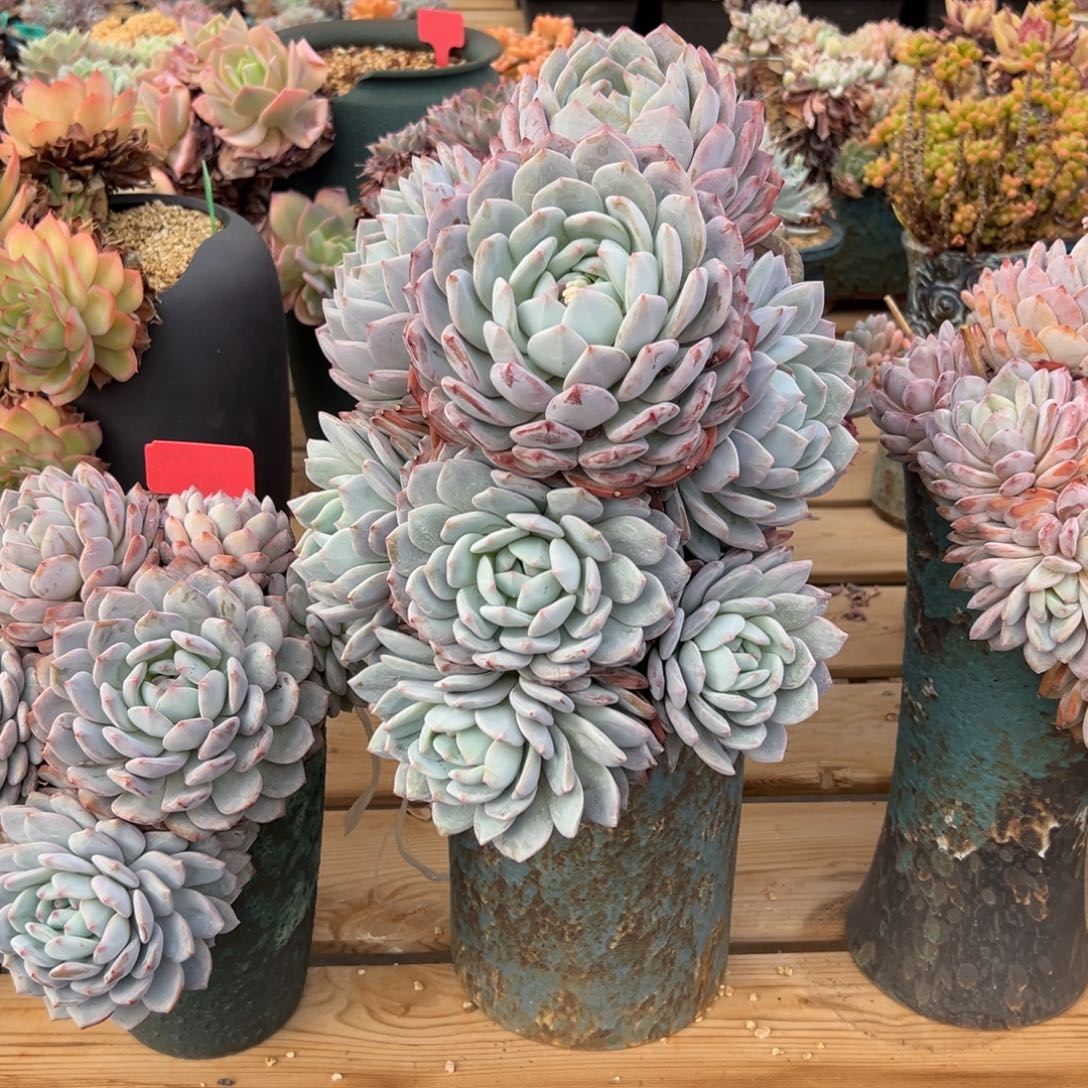 遇见多肉园艺小珠珠星影