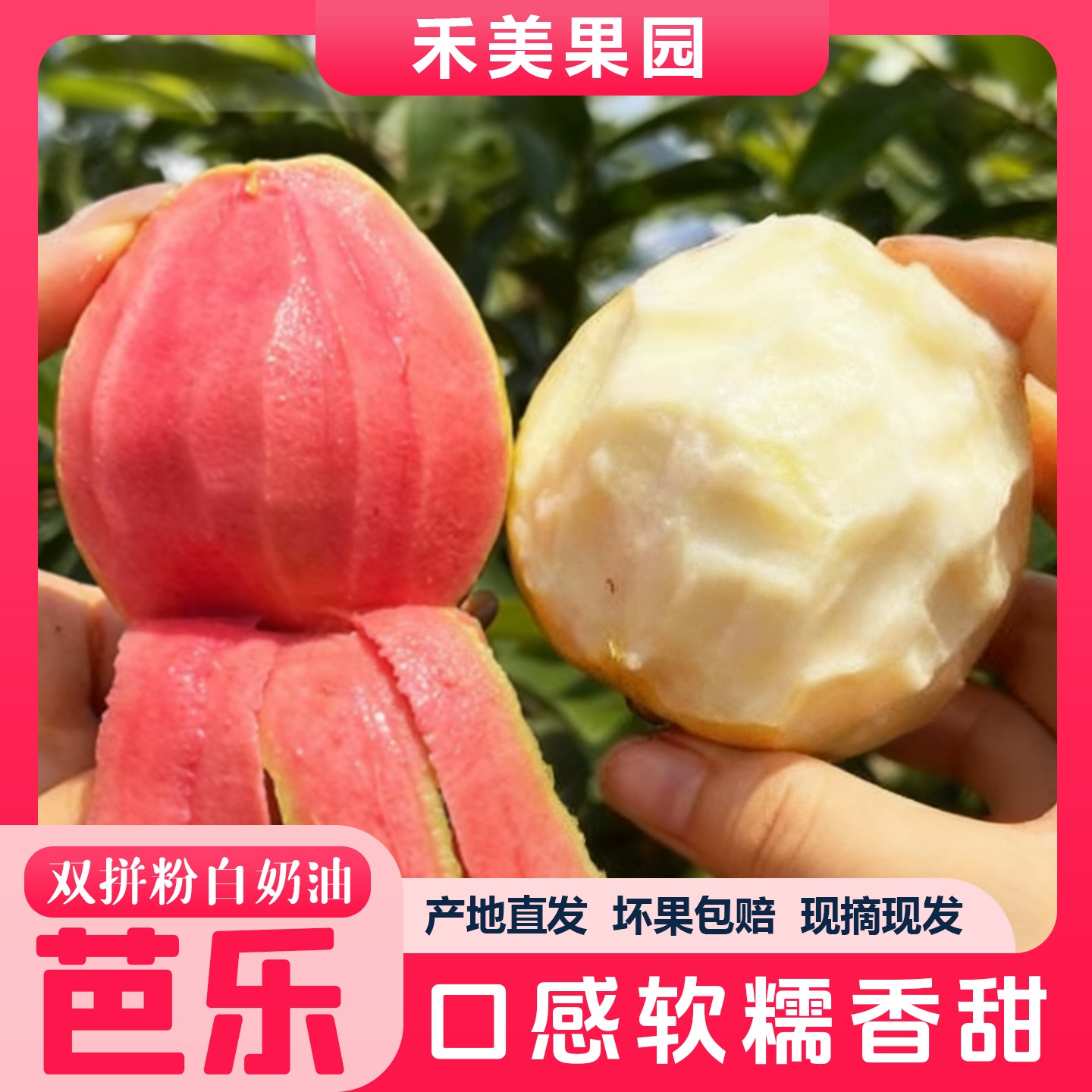 广西奶油红心芭乐白心芭乐番石榴软糯香甜当季新鲜采摘