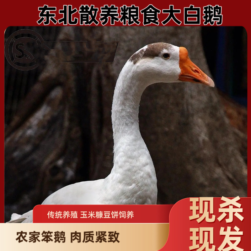 东北农家散养笨大鹅，整只鹅，带鹅胗，鹅肝，鹅心