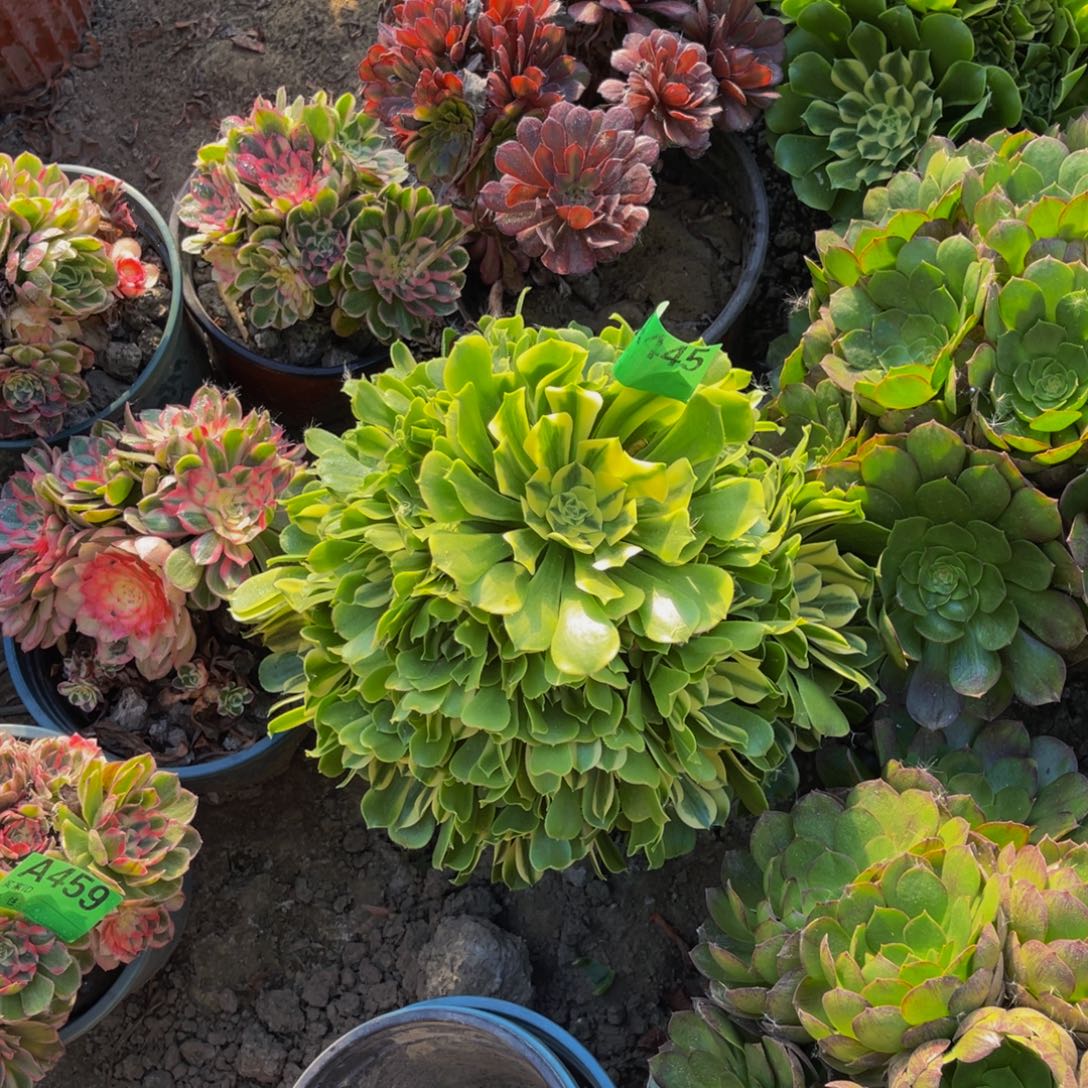 辛尼亚法师朵朵5-41