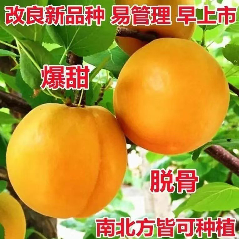 帝王杏树，一物一拍