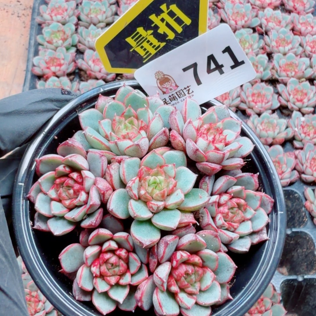 多肉植物多肉植物