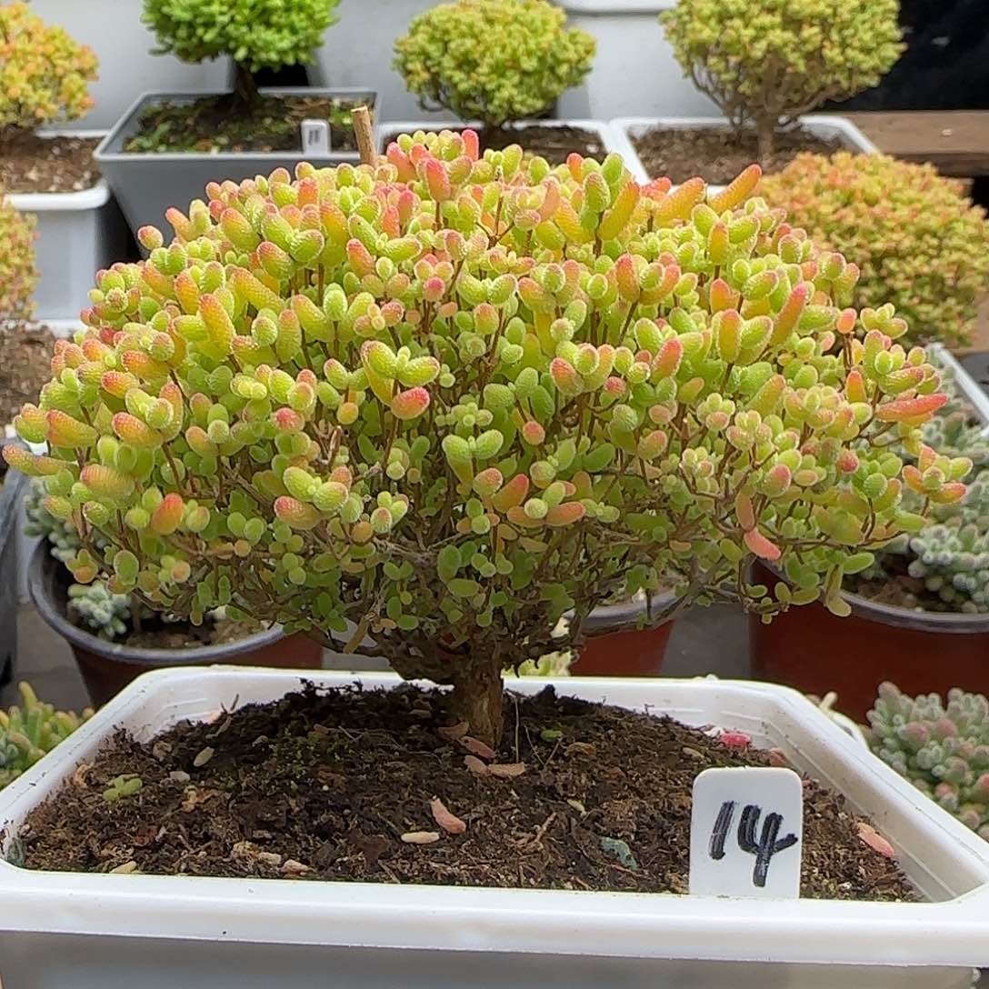 蜜橘糖球一物一拍