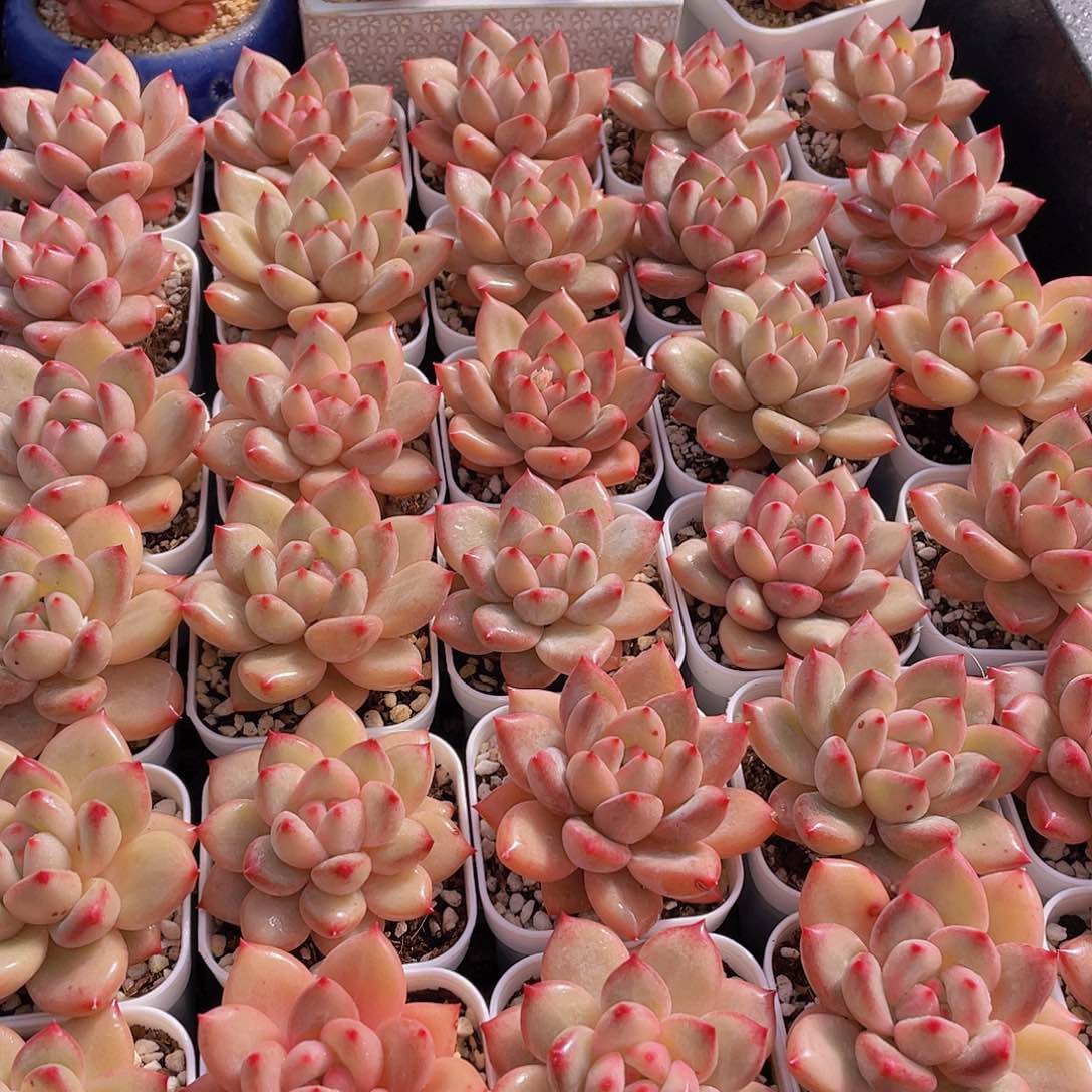 量拍111号 香克斯美人单头一个