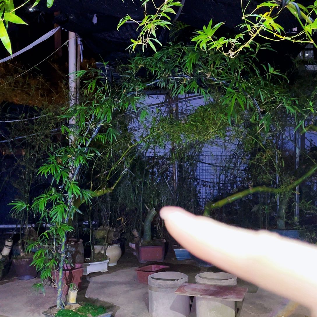 若***山无花朵小叶簕竹熟桩陶瓷盆一物一拍