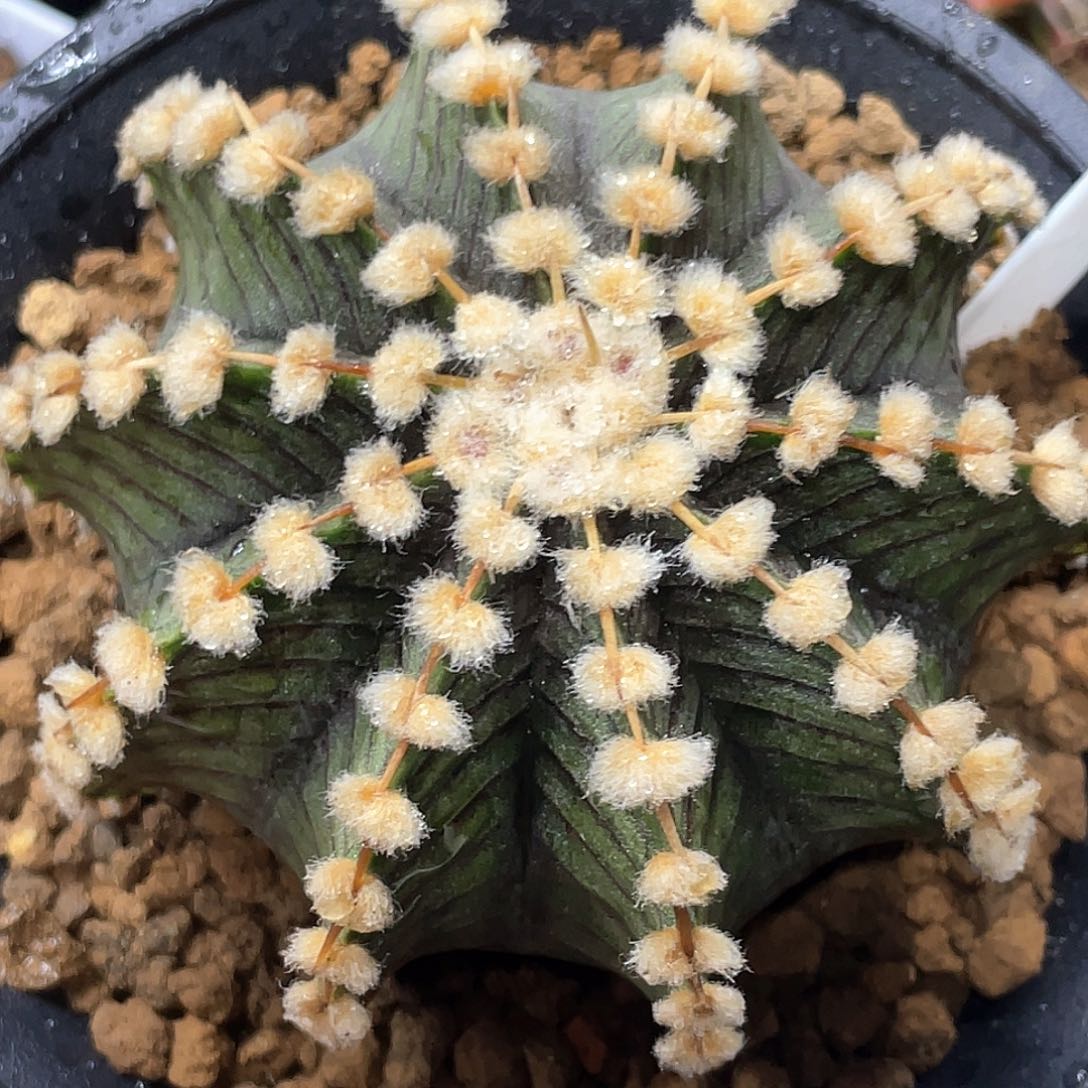 泰系实生，高绒连绒肋骨LB2178