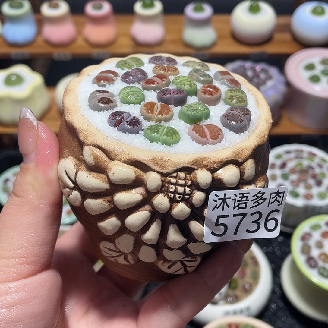 带盆土植物 一物一拍5736