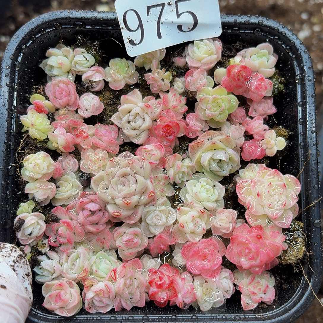 多肉植物多肉植物975