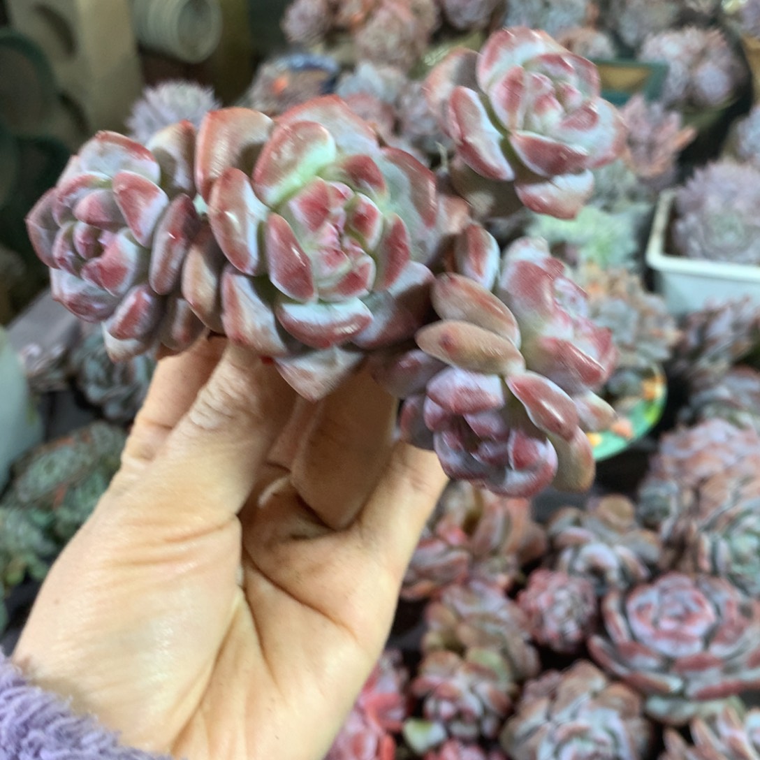 石榴籽哈哈哈哈哈哈哈哈哈，