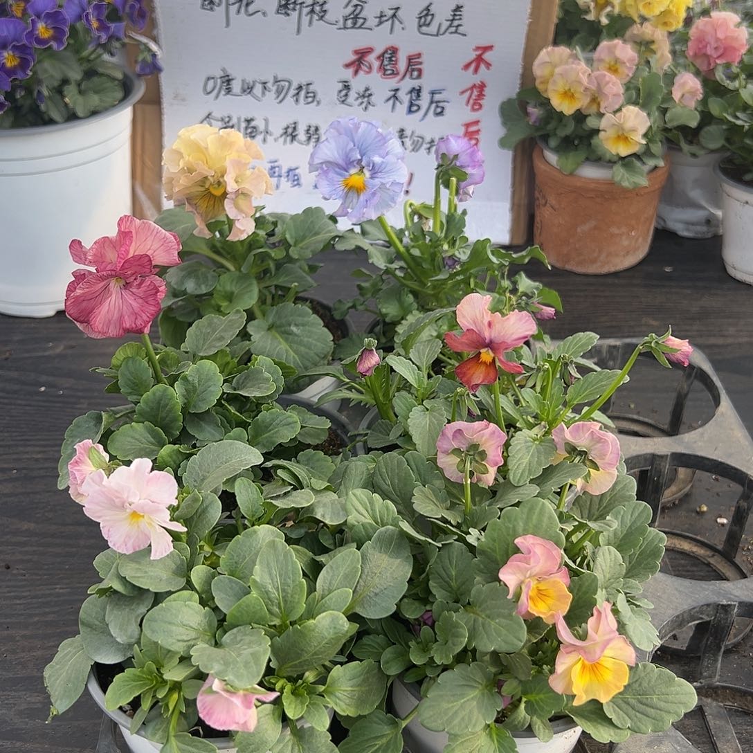 大部分花苞少量开放023号