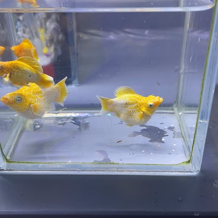****黄金柠檬玛丽球2对
