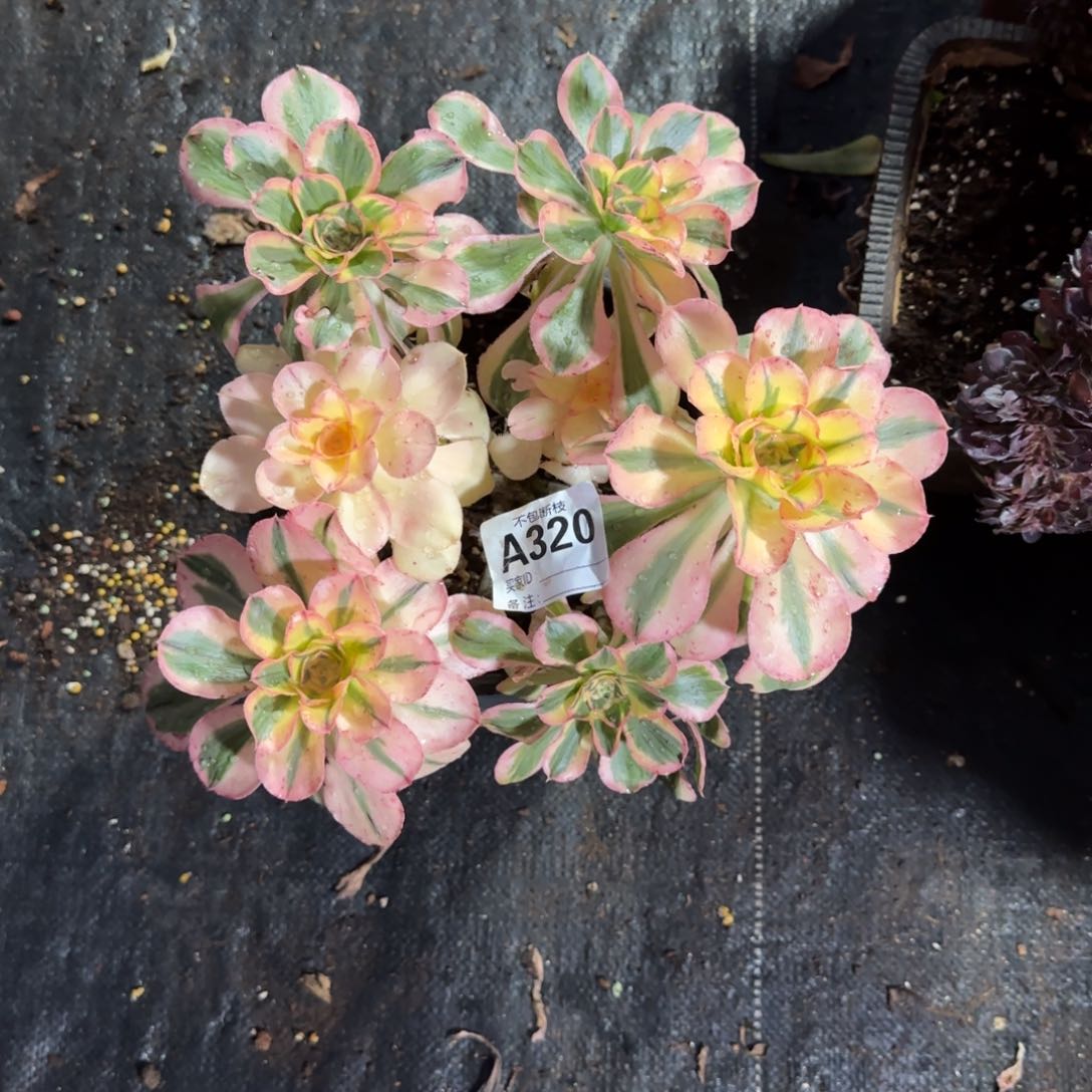 精品多肉植物320