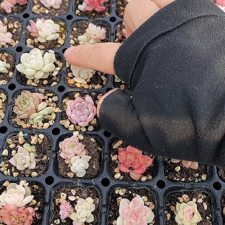 15 多肉植物盆栽花卉植物