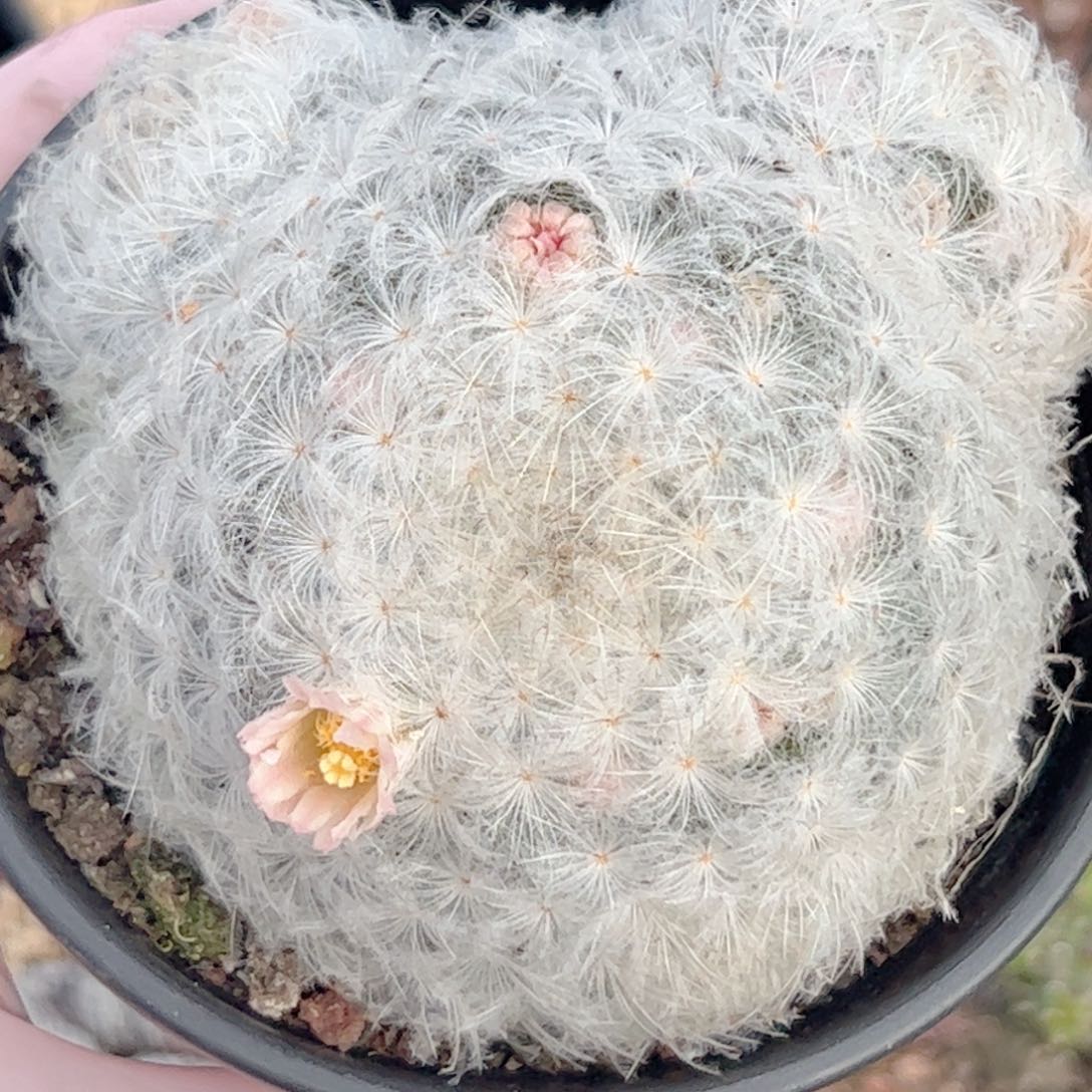 实生 佛头白星仙人球