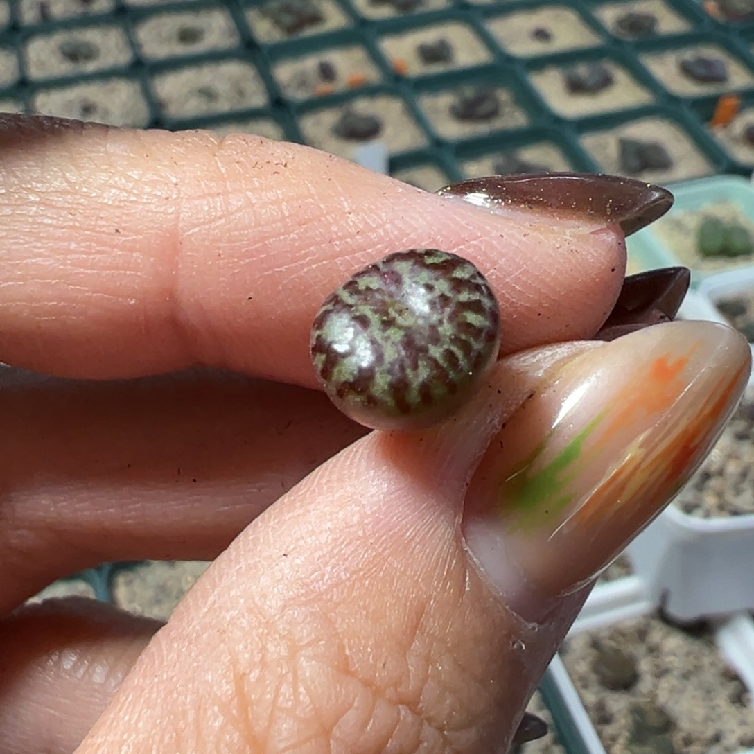 绵***糖603 多肉植物多肉