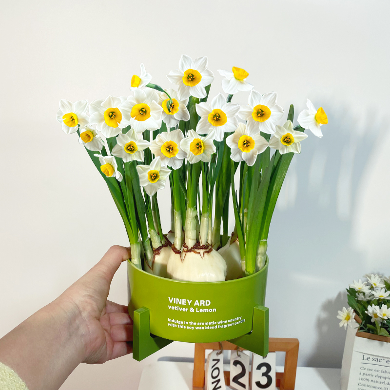 【水仙花】北欧绿色盆水培四季养盆栽开花卉植物室内花好养易活