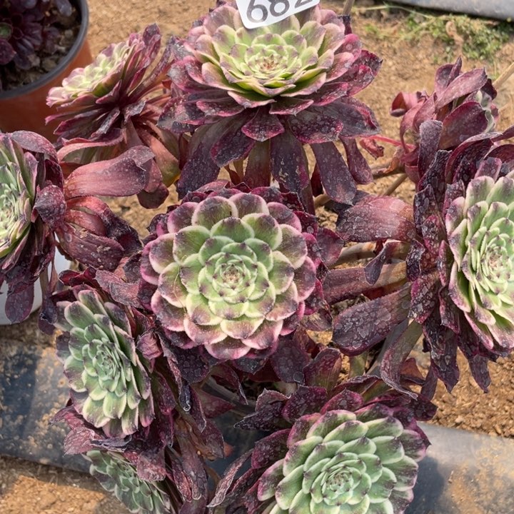 682多肉植物油彩画