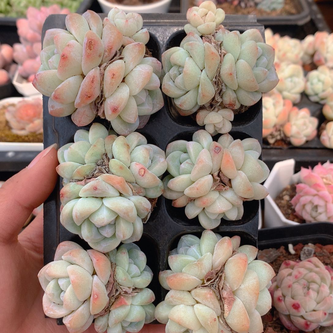 精品冰玉群组合一物一拍