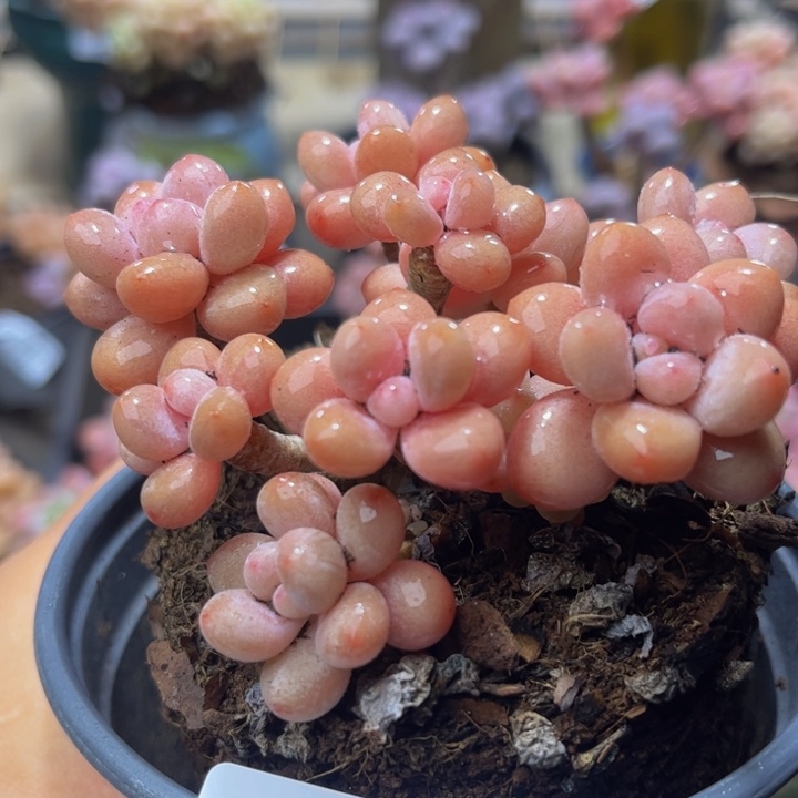 368？鱼子酱8？厘米有砍