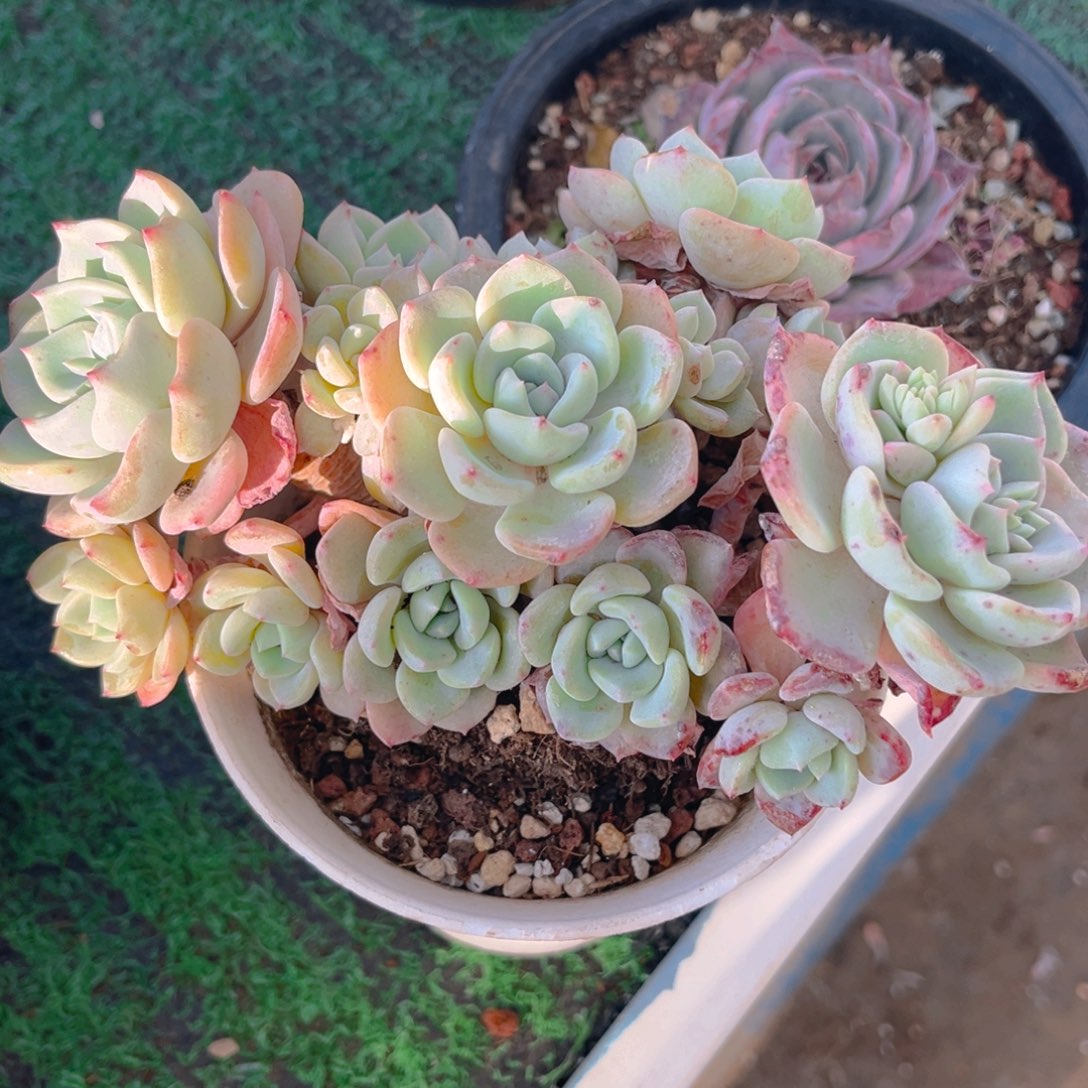 千山雪88888888888