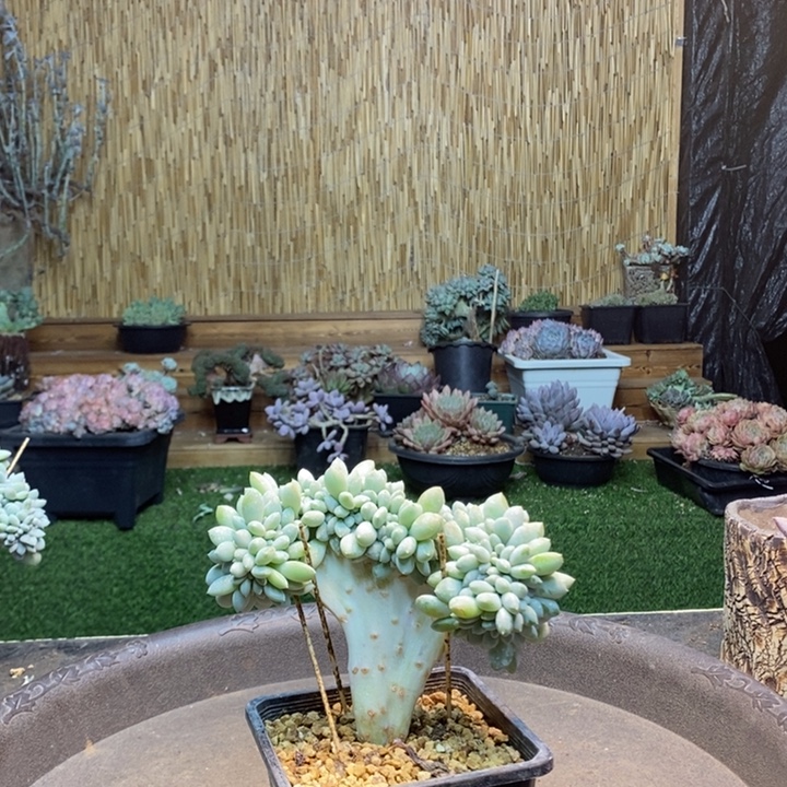 《***》263号奶糖多肉植物