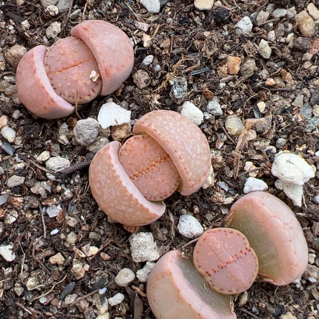 2.13好看的多肉348