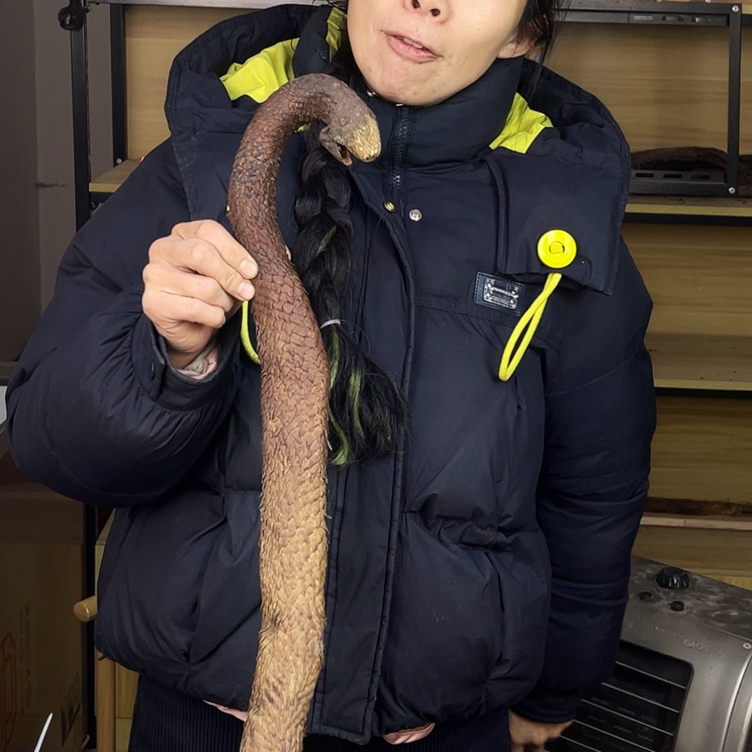 中国大陆1.2米2斤