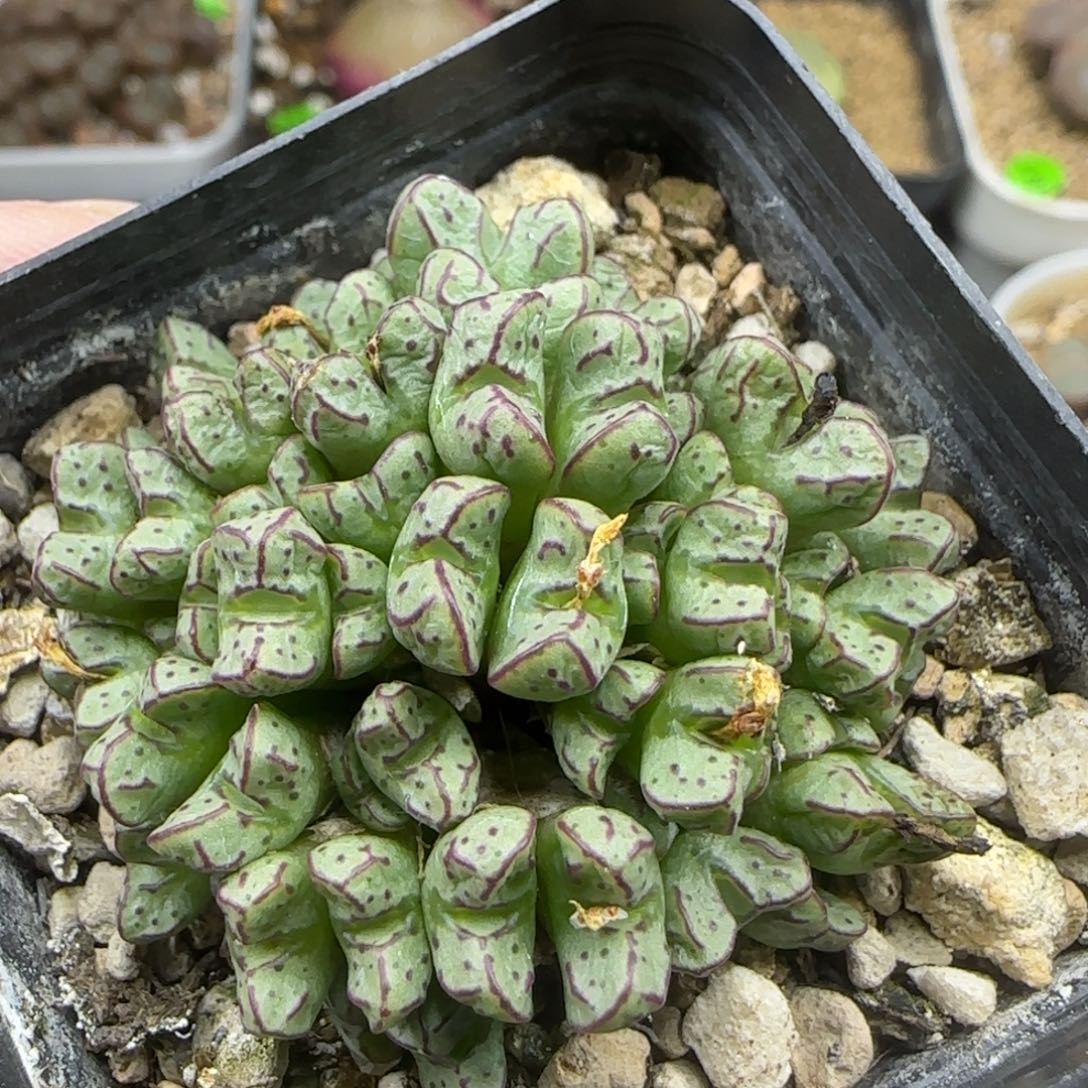 漂漂亮亮多肉植物140
