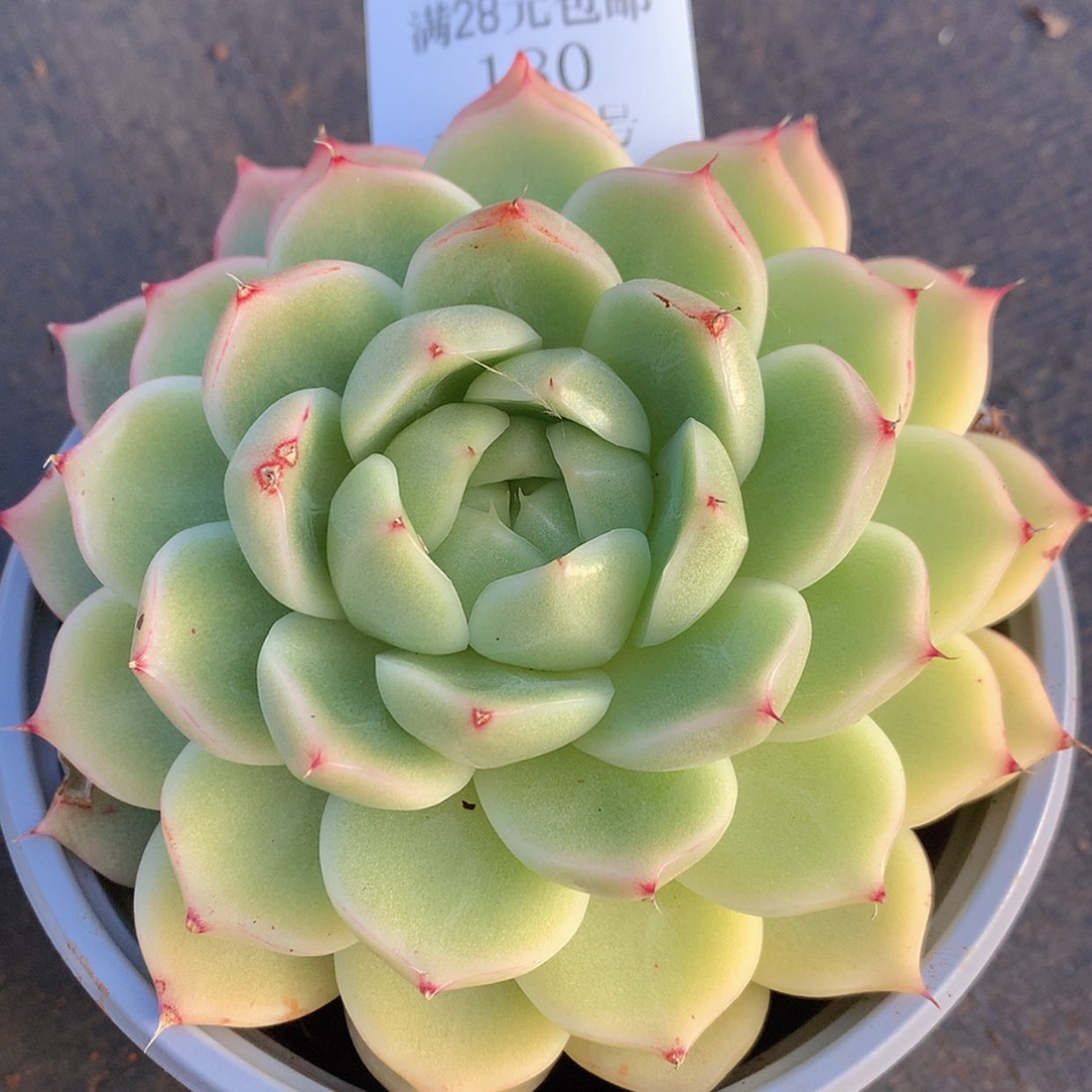 【闪购商品】云180号