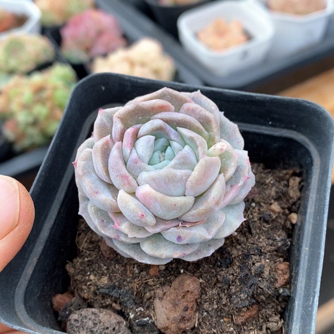 精品多肉一物一拍不包整26