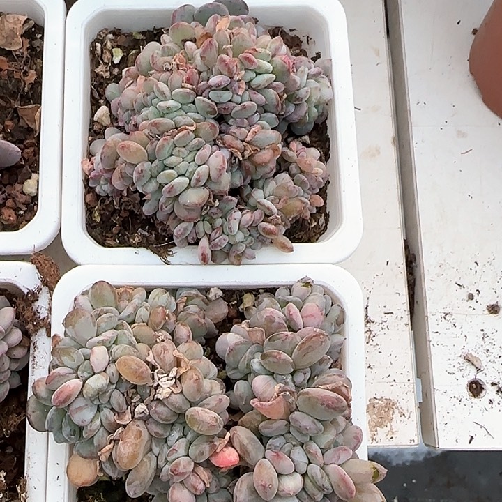 青蛙王子儿童牙膏111