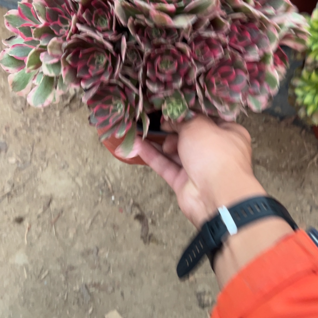法***草175妖月多肉植物法师多肉