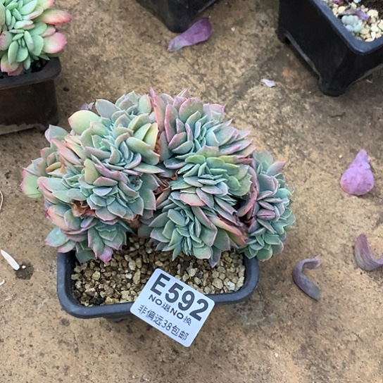 平***安韩版白凤缀化592 退款拉黑需要延迟发货