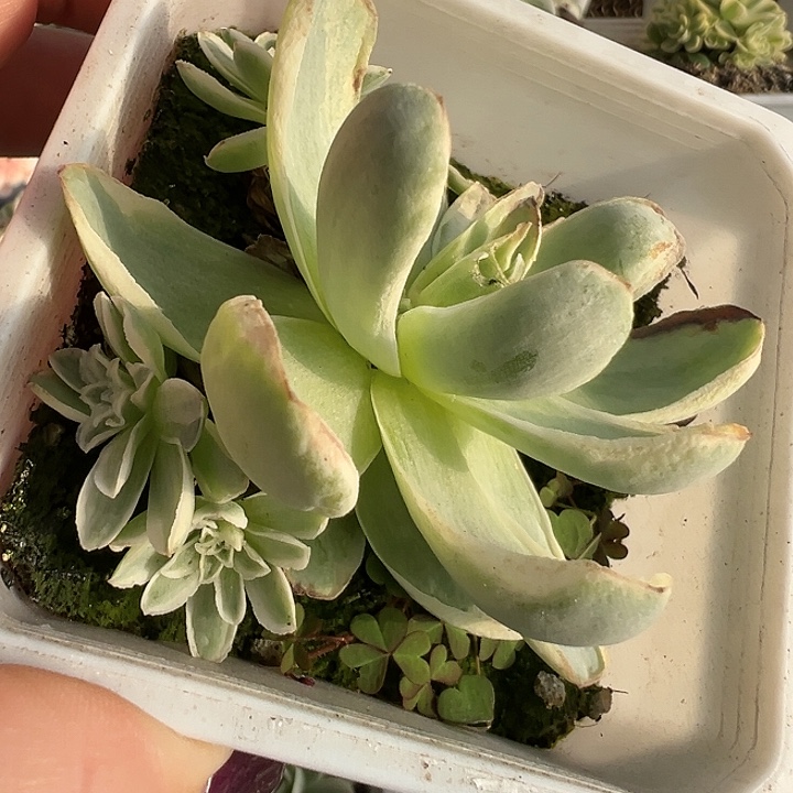 *****山地玫瑰锦秋夕1005号