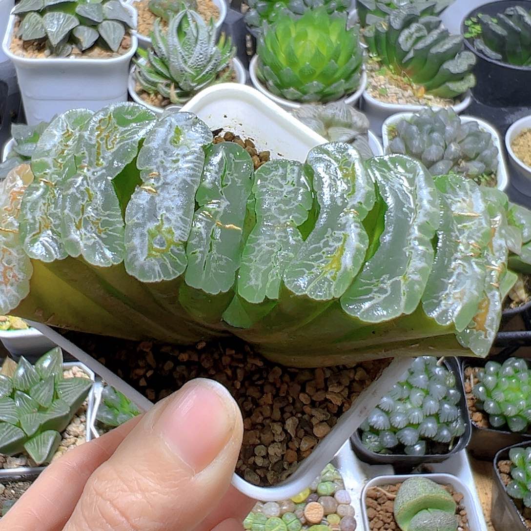 常乐玉扇多肉多肉