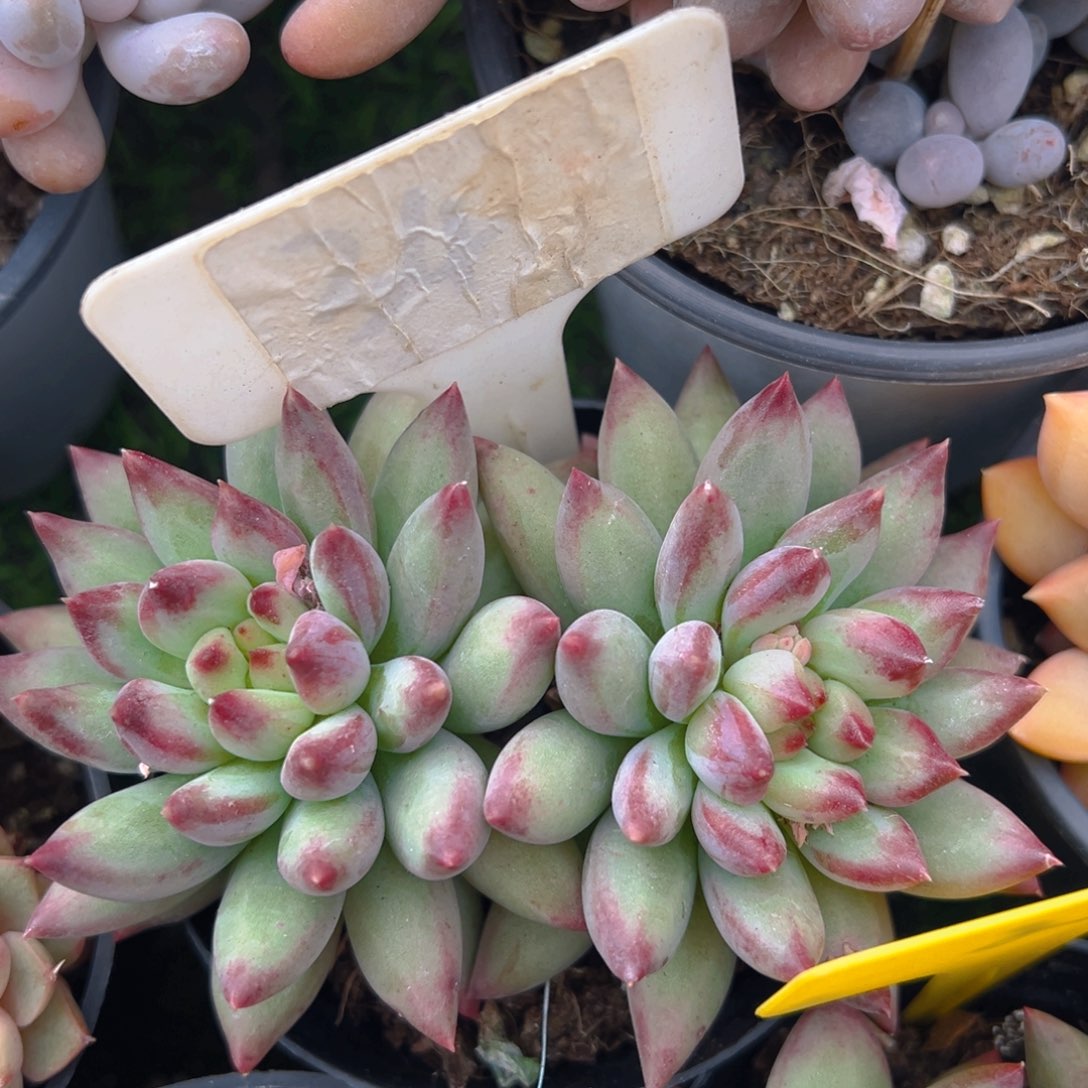 香玉等多种名贵的产品和服务