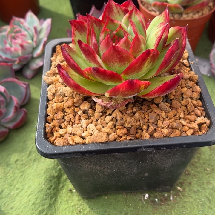 惊鸿仙子多肉植物1289