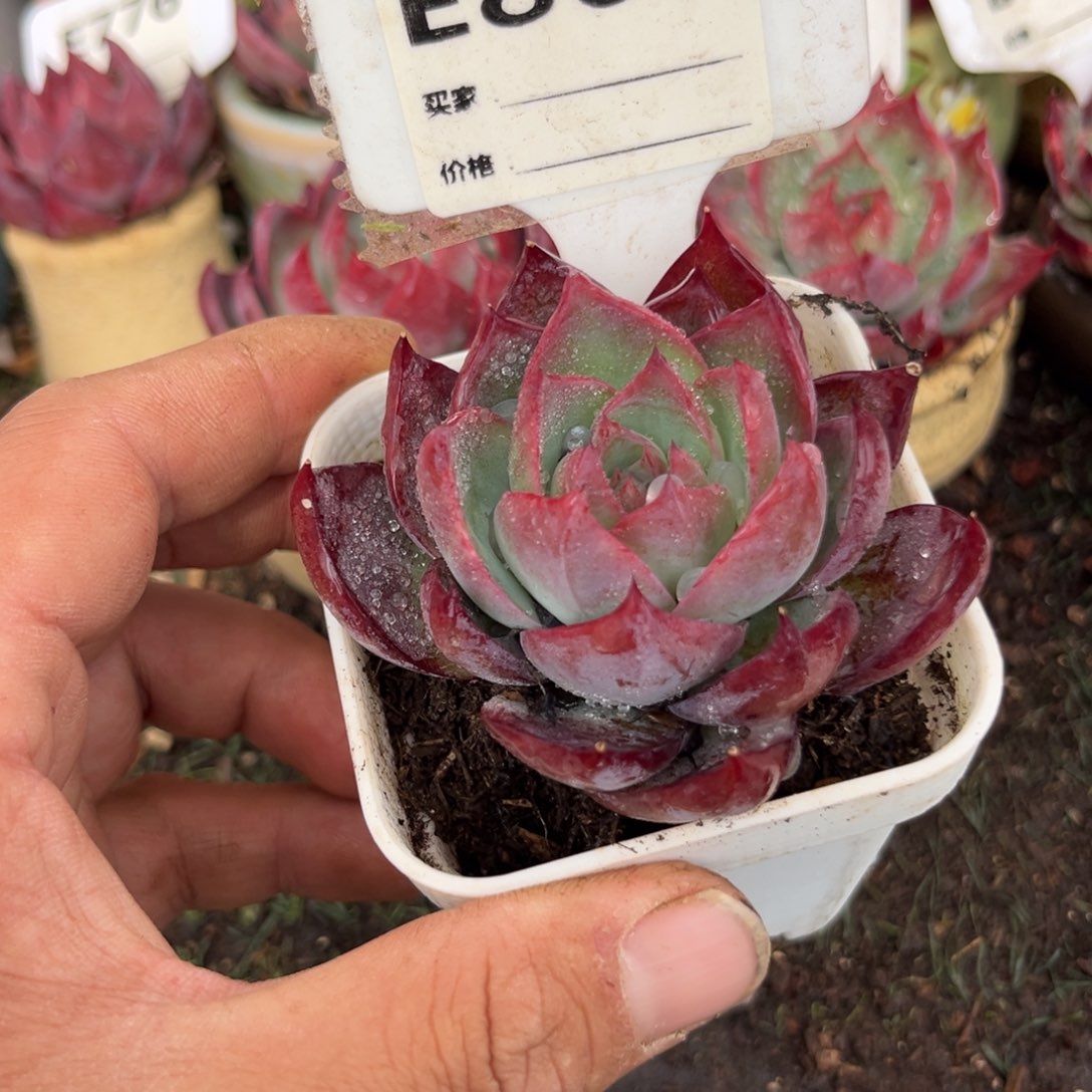 惊鸿一瞥868号多肉