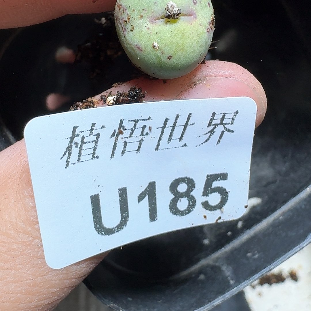 185盒多肉植物哇f g