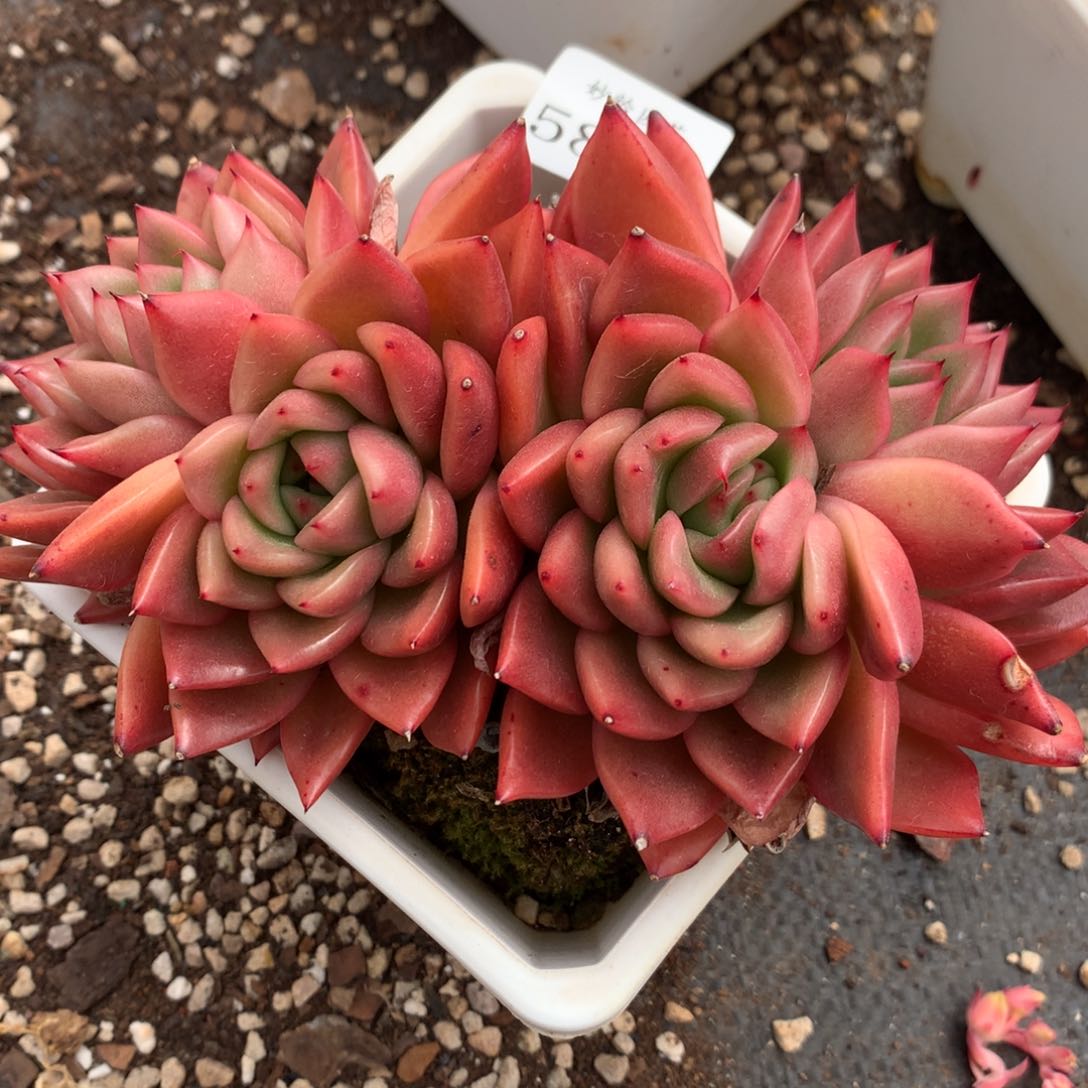 5829新年快乐发发发