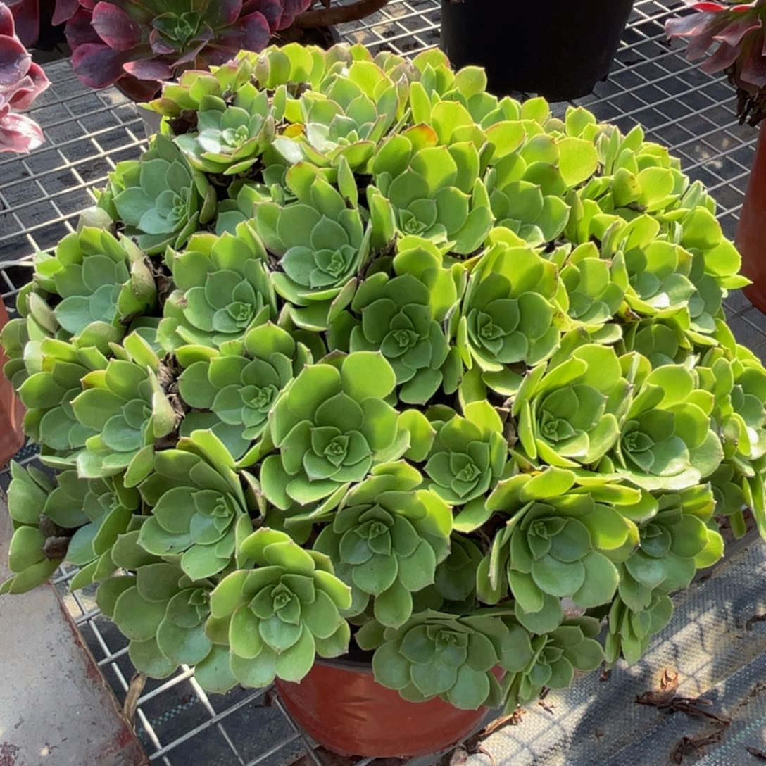 673圣罗兰精品法师多肉