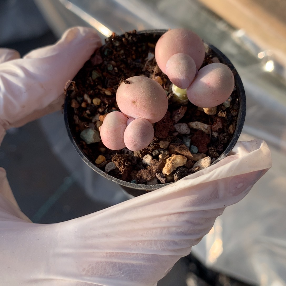 水光针奶酪多肉水光针