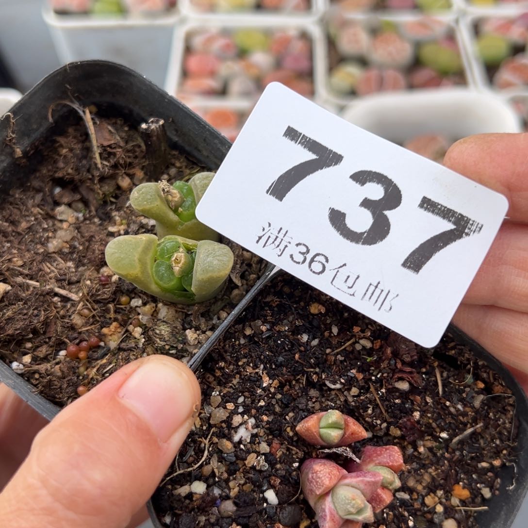 3.4好看的多肉脱土发货737