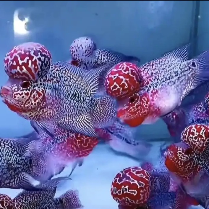 泰国进口鸿运罗汉鱼观赏鱼好养活大爆头热带鱼