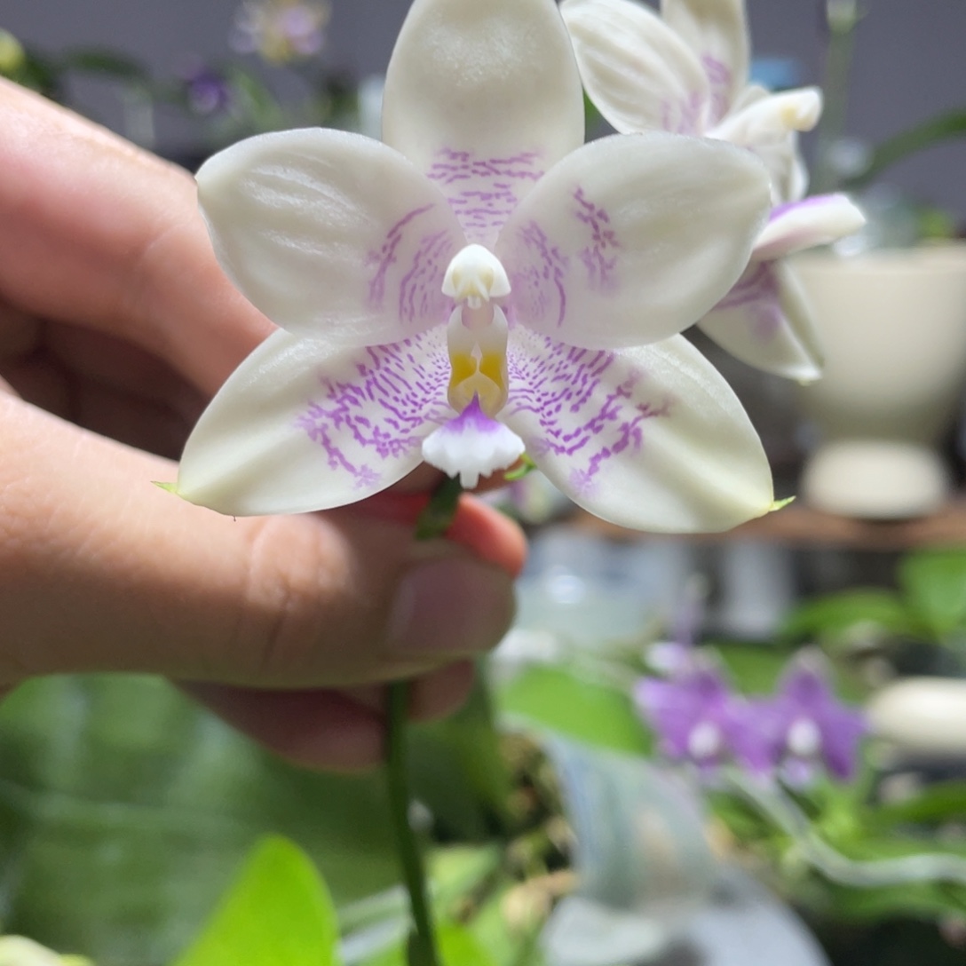 完全开放117叶瑕花期不保