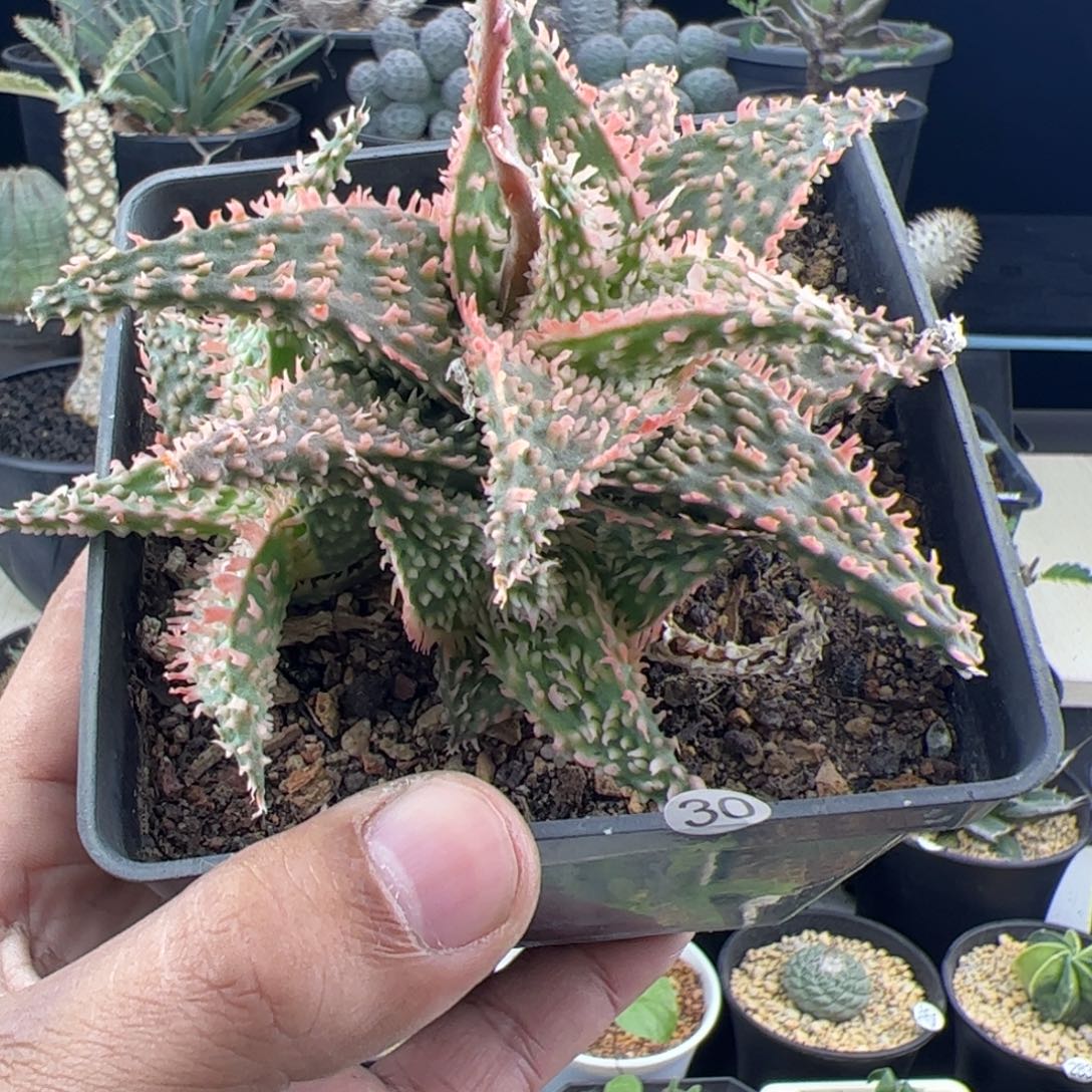 密尤芦荟一物一拍